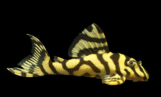 L236 Hypancistrus SY