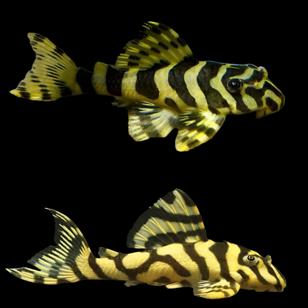 L134 Leopard Frog Pleco