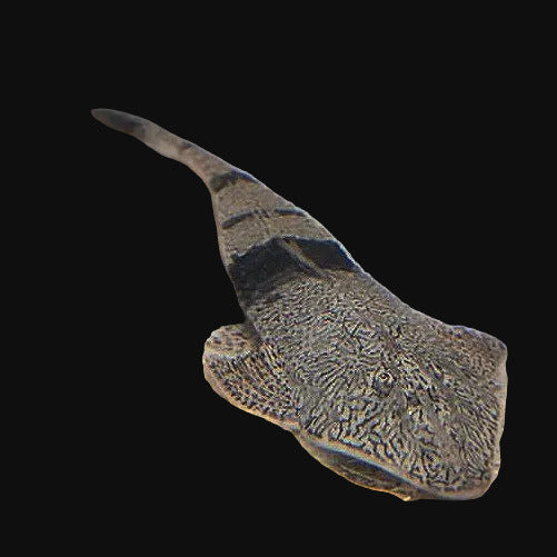 Chamelon Whiptail - Pseudohemiodon apithanos