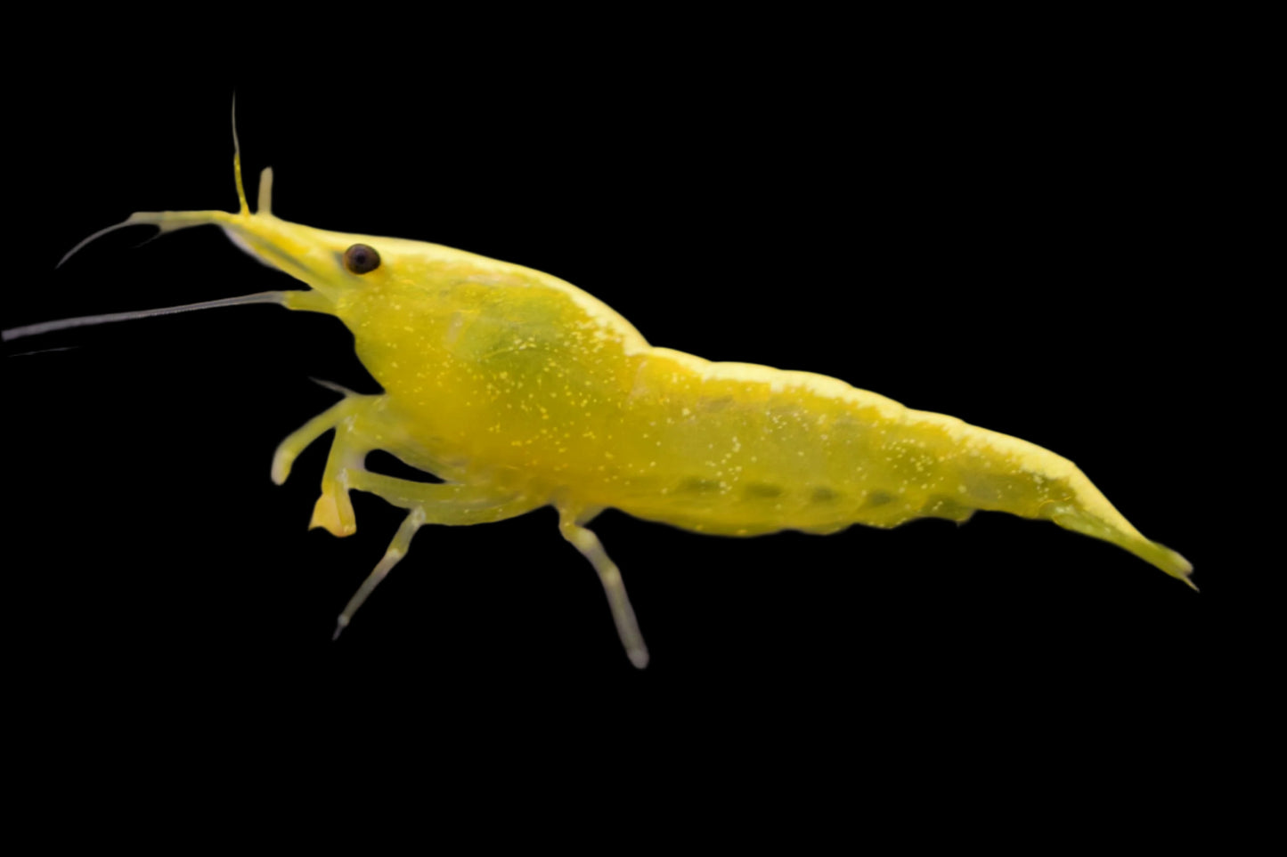 Yellow Cherry Shrimp