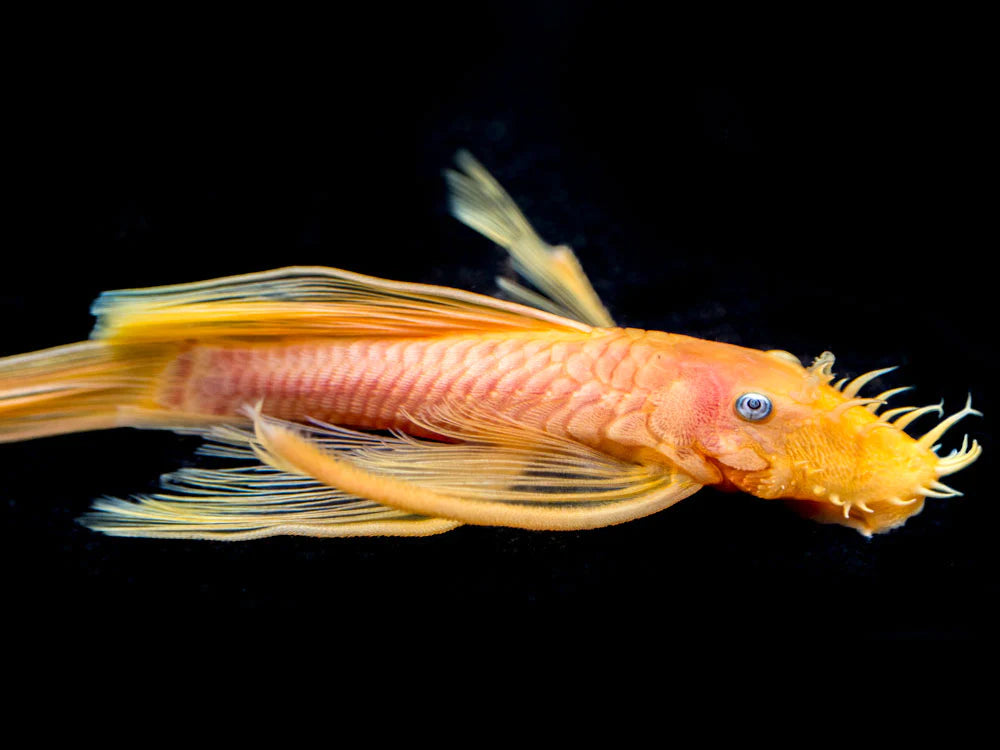 Lemon Blue Eye Long Fin Bristlenose Pleco