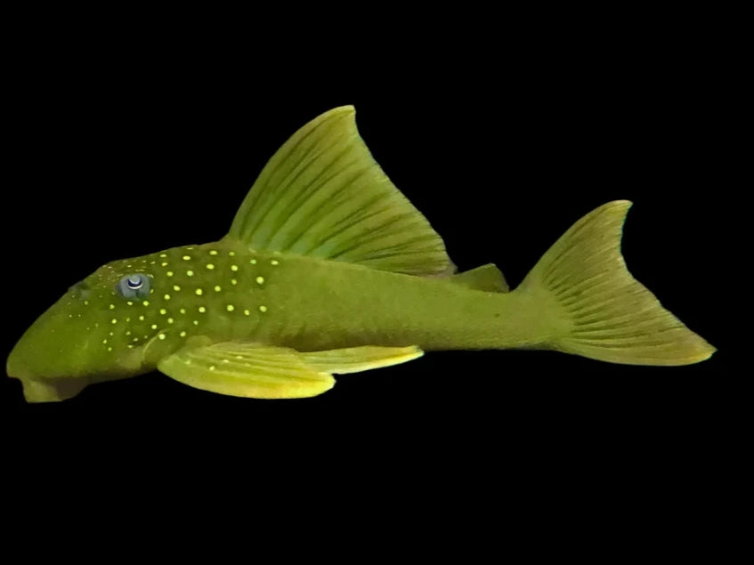 L200 Green Phantom Pleco