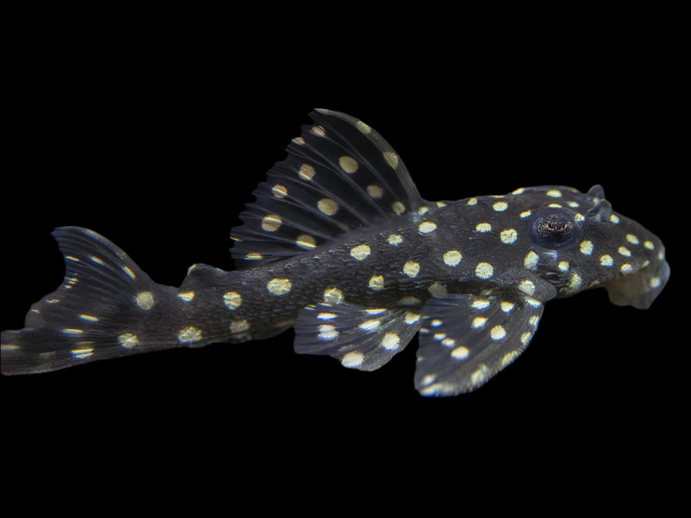 L201 Snowball Pleco Hypancistrus Inspector – LG Pleco