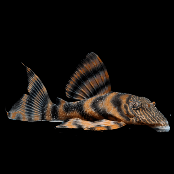 L397 Alenquer Tiger Pleco