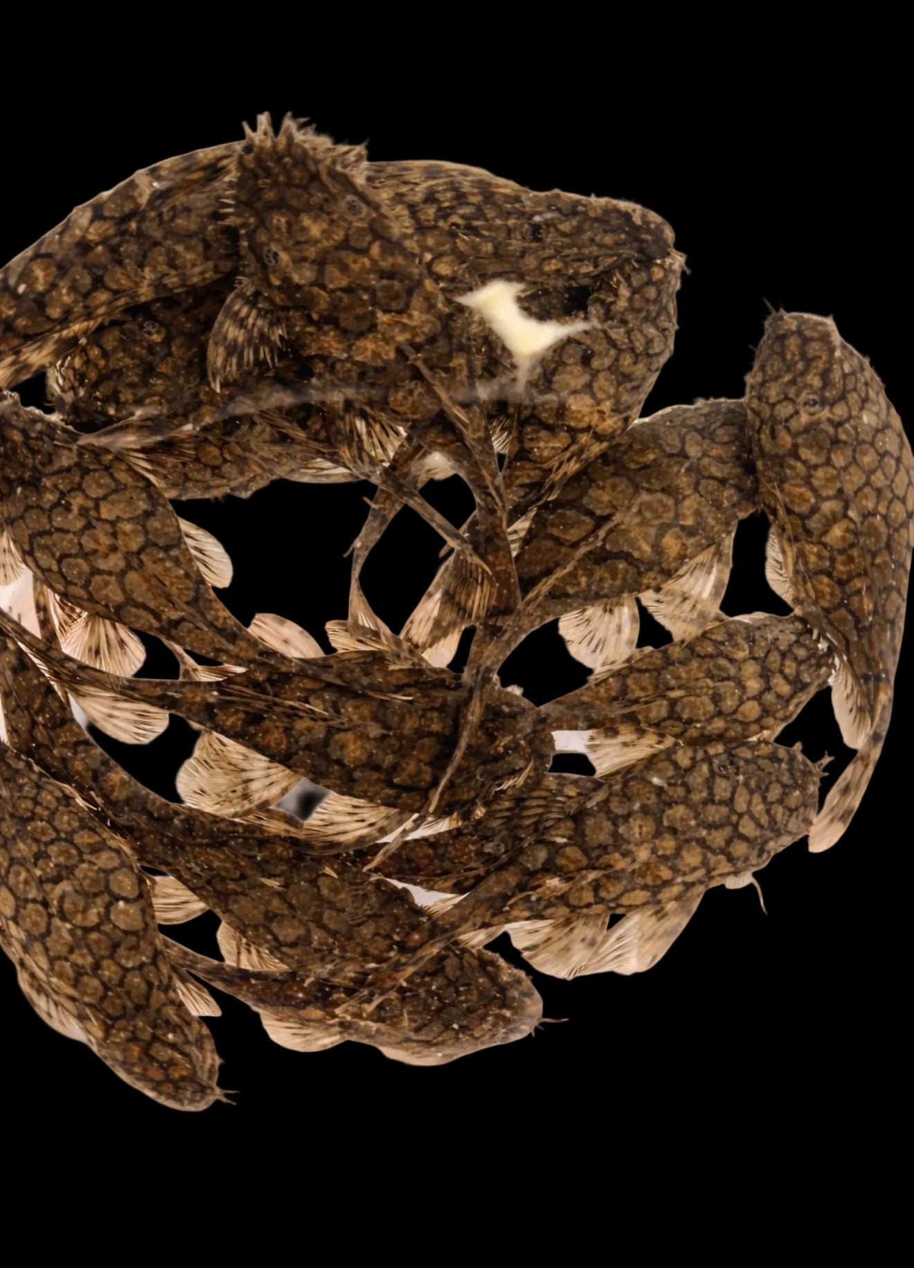 Sub-Adult L519 Pleco (Ancistrus sp. "Rio Itenez") Short Fin Bristlenose Pleco