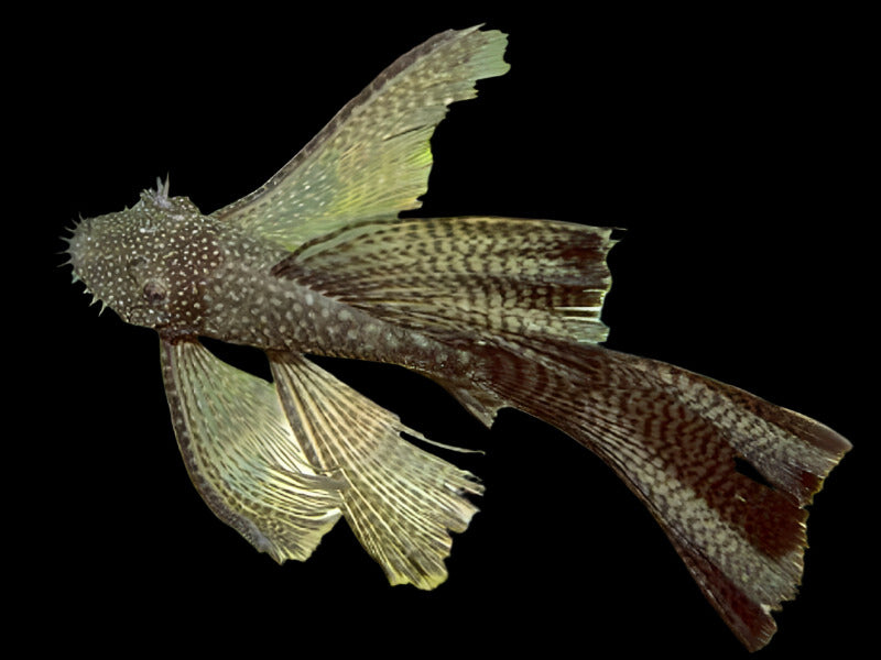 Common Long Fin Bristlenose Pleco