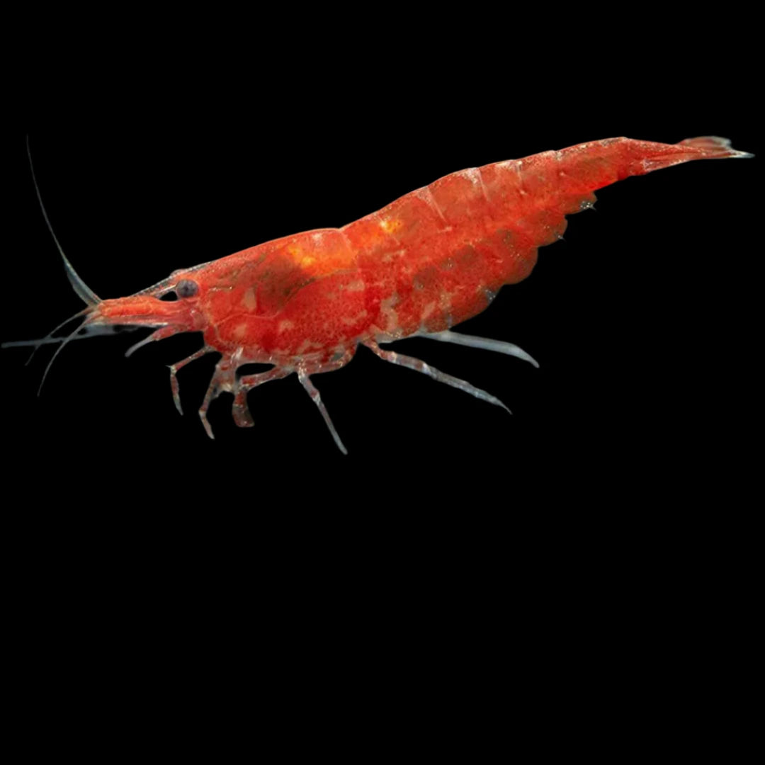 Red Cherry Shrimp