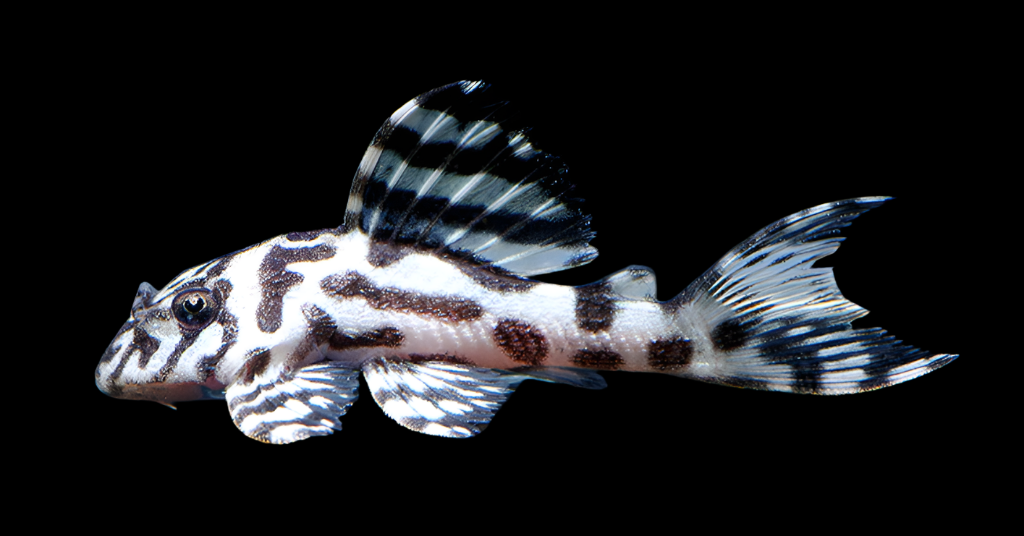 L236 Hypancistrus SW