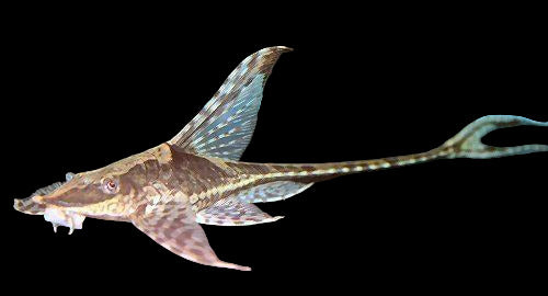 Royal Whiptail - Sturisoma panamense