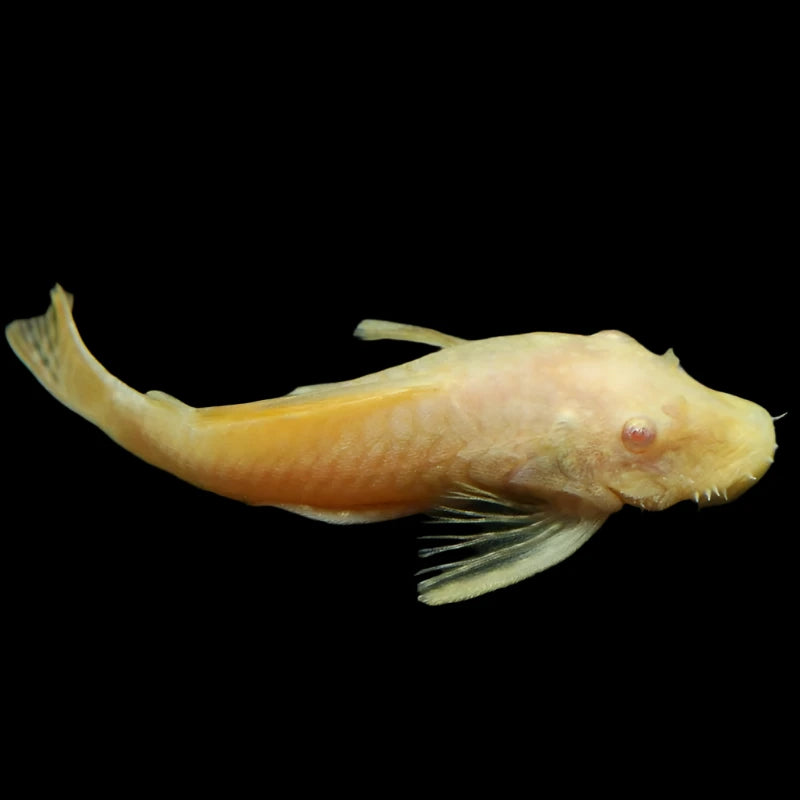 Albino Gold Red Eye Short Fin Bristlenose Pleco