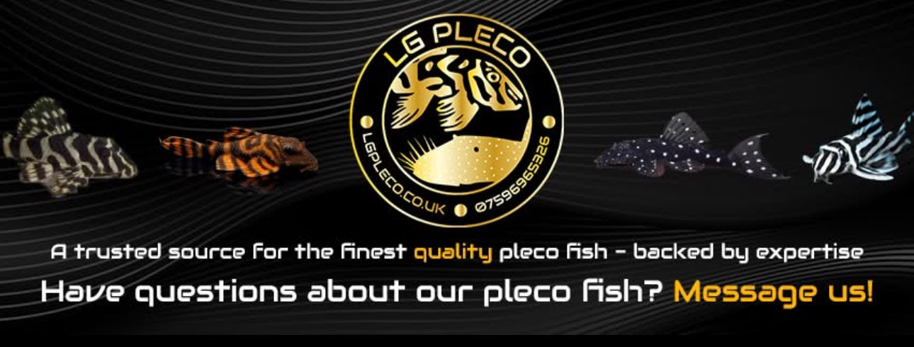 Shop Pleco Fish Online in the UK – Healthy Plecos from LG Pleco