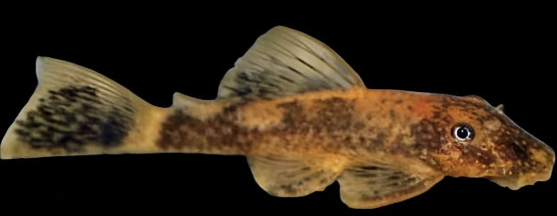 Calico Short Fin Bristlenose Pleco