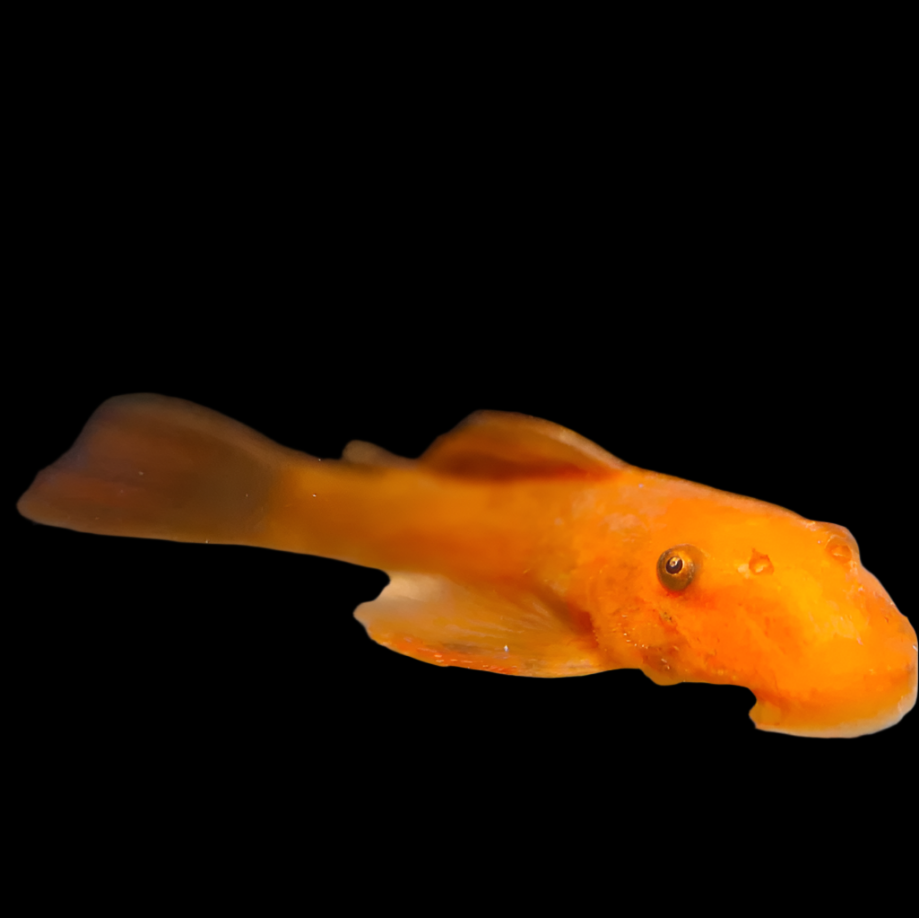Red Short Fin Bristlenose Pleco