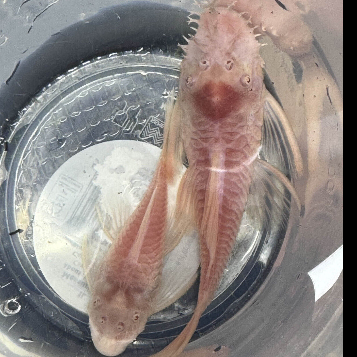 Sub-Adult Albino Snow White Short Fin Bristlenose Pleco