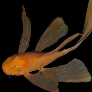 Red Long Fin Bristlenose Pleco