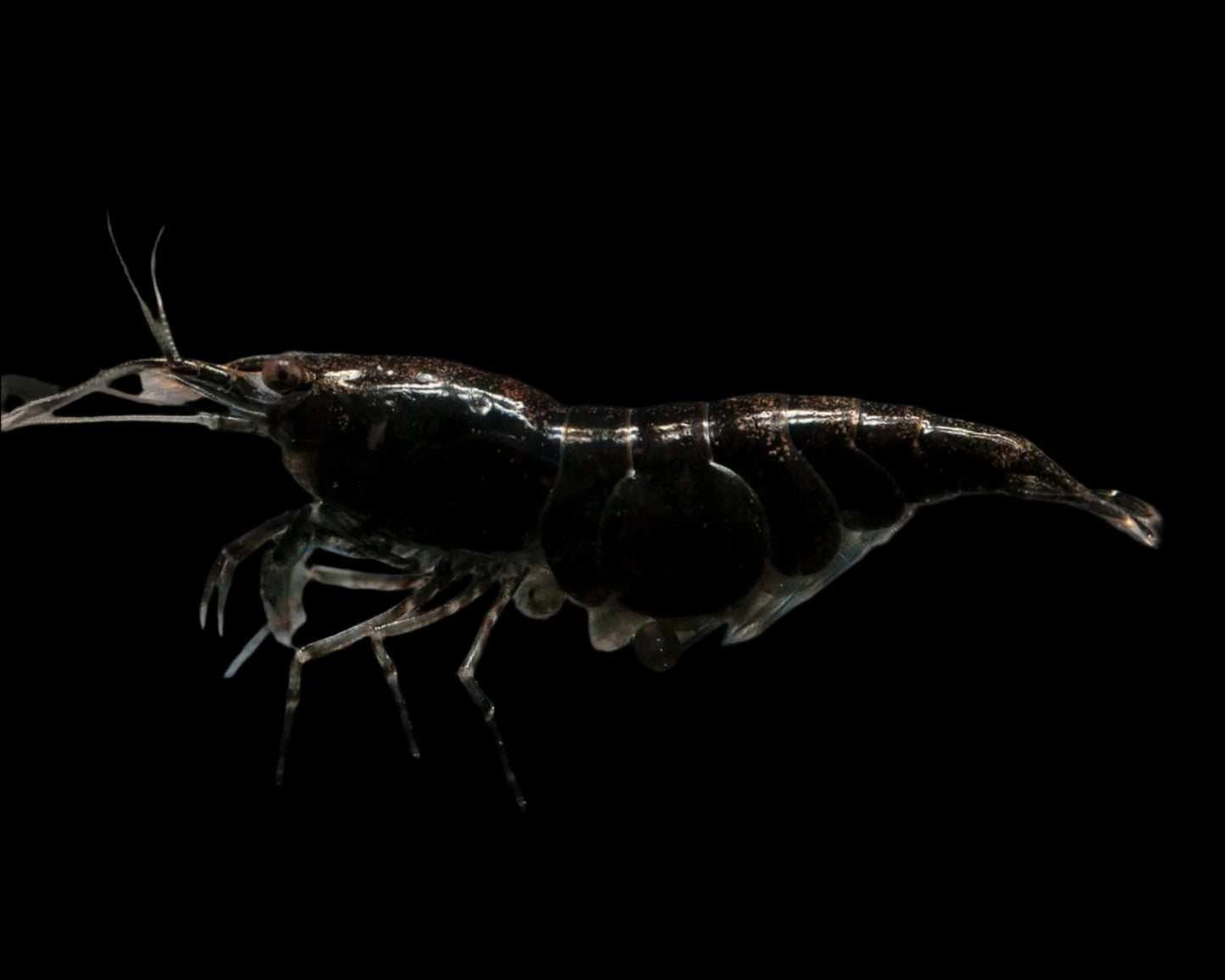 Black Sakura Neocaridina