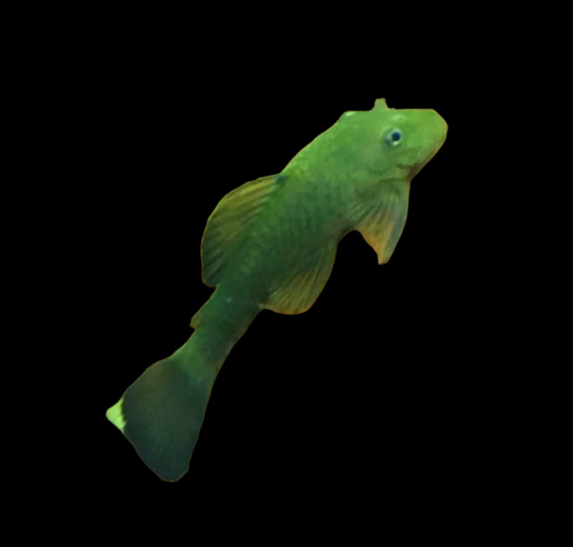Green Dragon Short Fin Bristlenose Pleco