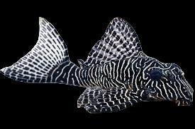 L260 Queen Arabesque Pleco Hypancistrus Sp