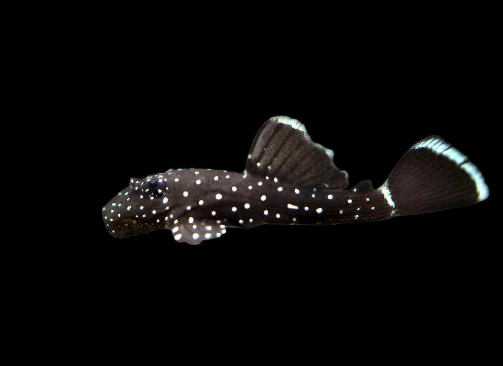 L183 Starlight Short Fin Bristlenose Pleco