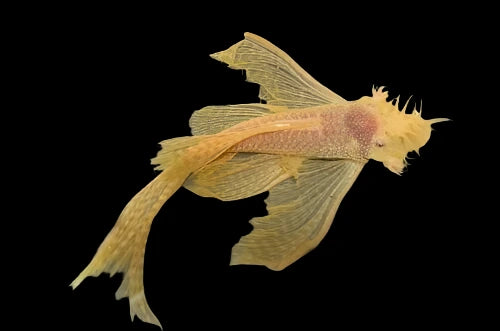 Albino Gold Red Eye Long Fin Bristlenose Pleco