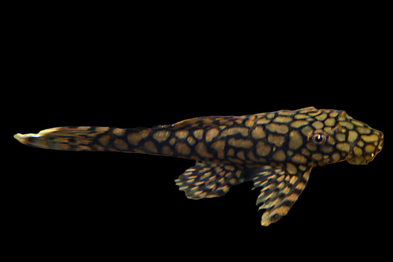 Wabenmuster Honeycomb Short Fin Bristlenose Pleco