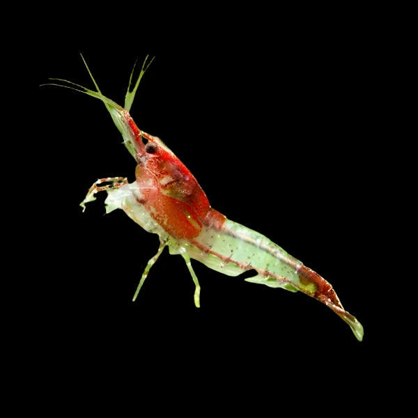 Red Ril Red Rili Cherry Shrimp – LG Pleco