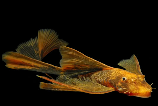 Calico Long Fin Bristlenose Pleco
