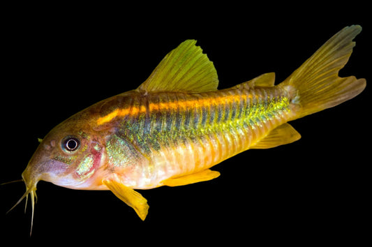 Corydoras Gold Laser