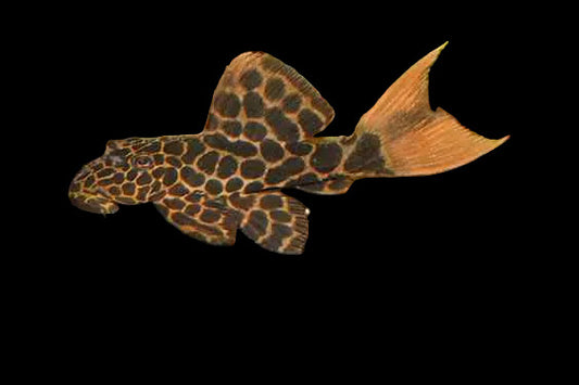L114-Demini-Leopard-Cactus-Pleco