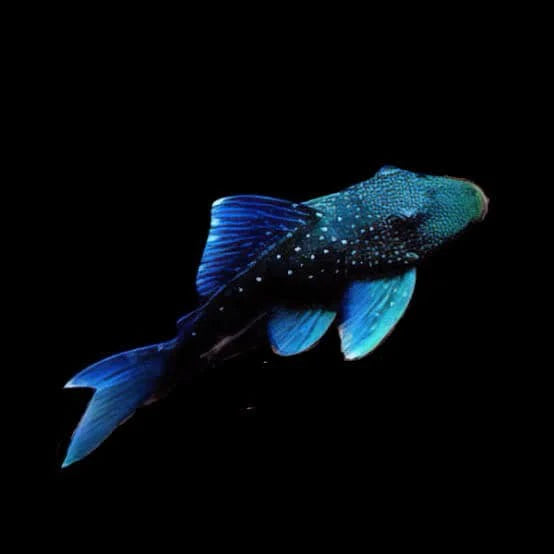 L128 Blue Phantom