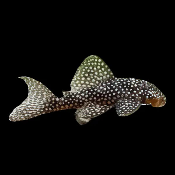 L136 Demini Angelicus Pleco