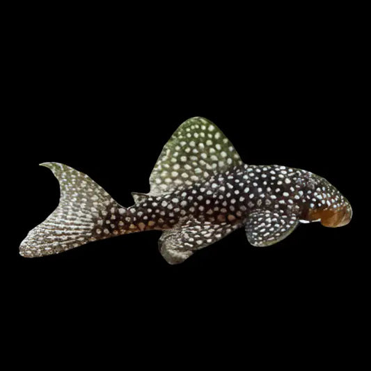 L136 Demini Angelicus Pleco