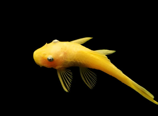 Lemon Blue Eye Short Fin Bristlenose Pleco