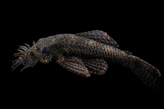 L513 Gold Star Bristlenose Pleco