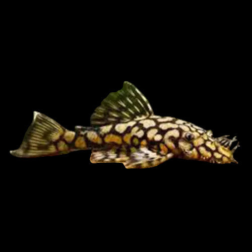 Sub-Adult L519 Pleco (Ancistrus sp. "Rio Itenez") Short Fin Bristlenose Pleco