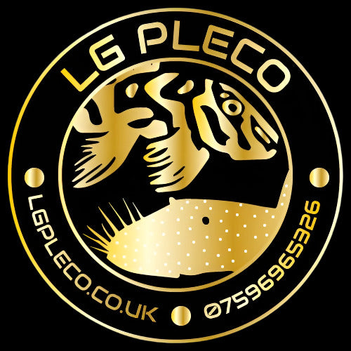 LG Pleco | Plecos For Sale | Hypancistrus & Peckoltia Plecos UK