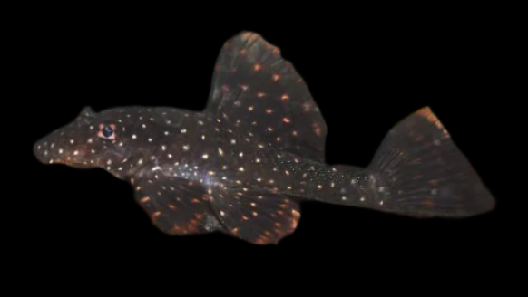 Rio Ucayali Orange Spot Bristlenose Pleco