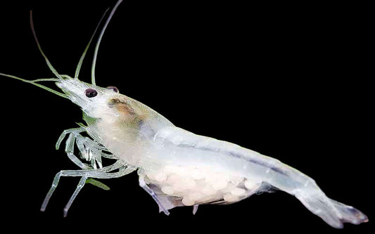 Snow Ball/White Pearl Shrimp