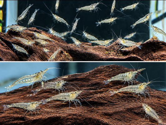 Wild Clear Shrimp (Rare)