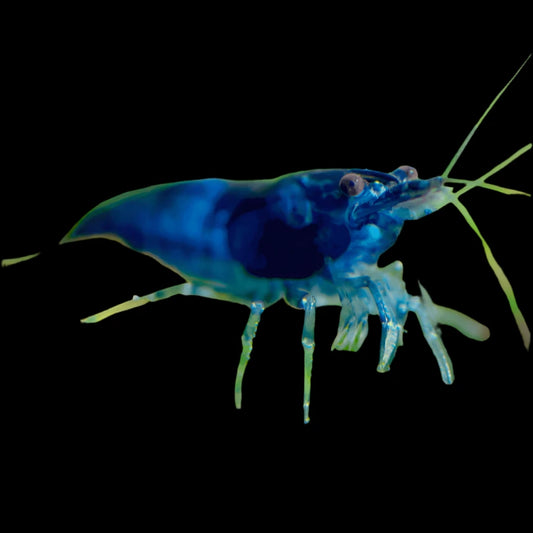 Blue Cherry Shrimp