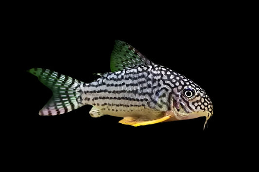 Corydoras Sterbai (Sterbai Cory)