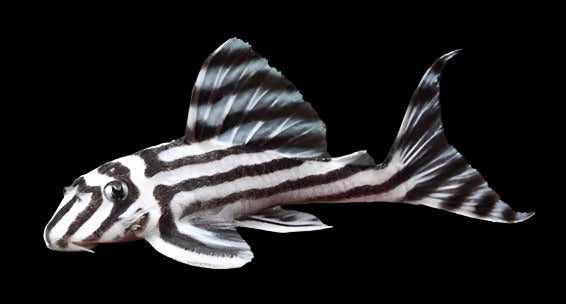 L046 Hypancistrus Pleco | Rare Zebra Pleco for Aquariums – LG Pleco