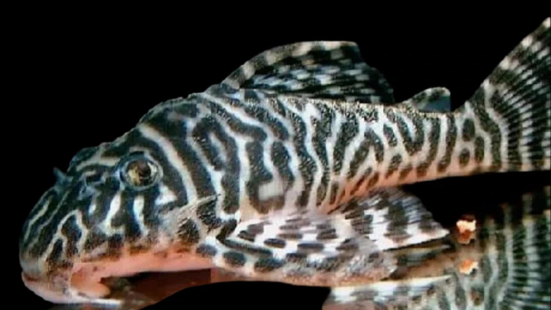 L400 Bello Monte Pleco Hypancistrus Sp