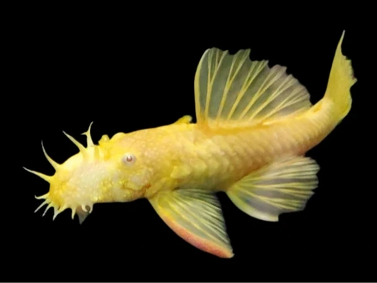 Sub-Adult Albino Gold Red Eye Short Fin Bristlenose Pleco