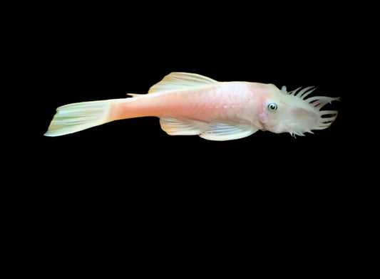 Sub-Adult Snow White Short Fin Bristlenose Pleco